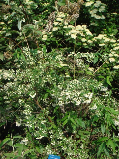 Deutzia longifolia 'Veitchii' P1B